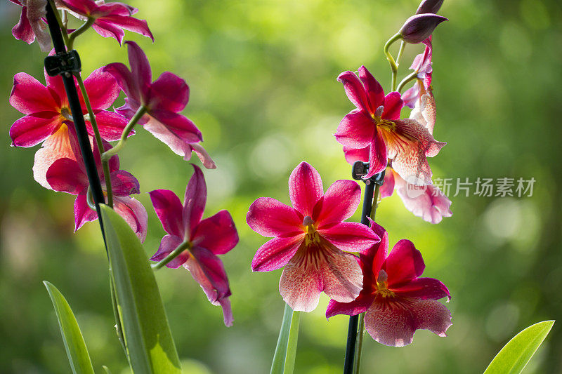 培育一种名为Burrageara Nelly Isler的芳香兰花